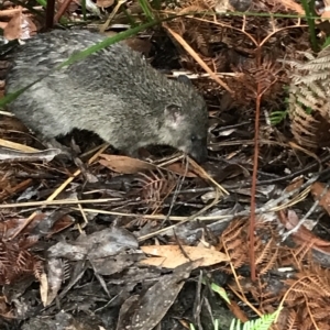 Isoodon obesulus obesulus at Tasman National Park - 10 Apr 2023 03:47 PM