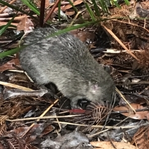 Isoodon obesulus obesulus at Tasman National Park - 10 Apr 2023 03:47 PM