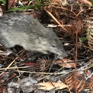 Isoodon obesulus obesulus at Tasman National Park - 10 Apr 2023