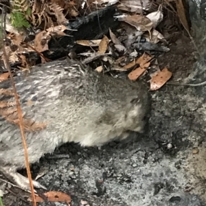 Isoodon obesulus obesulus at Tasman National Park - 10 Apr 2023 03:47 PM