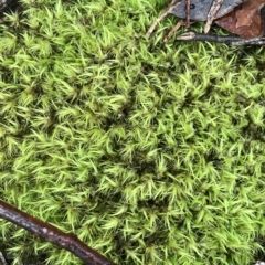 Unidentified Moss, Liverwort or Hornwort at Tasman National Park - 10 Apr 2023 by MattFox