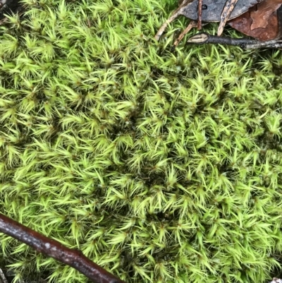 Unidentified Moss / Liverwort / Hornwort at Tasman National Park - 10 Apr 2023 by MattFox