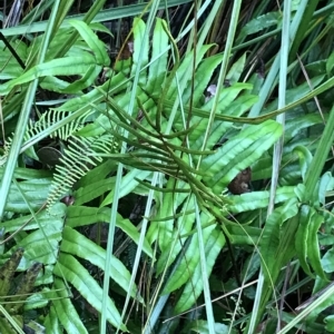 Blechnum wattsii at Cape Pillar, TAS - 10 Apr 2023