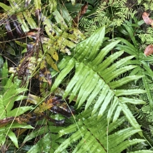 Blechnum wattsii at Cape Pillar, TAS - 10 Apr 2023