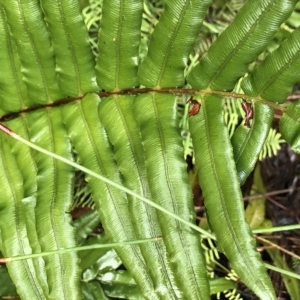 Blechnum wattsii at Cape Pillar, TAS - 10 Apr 2023 03:41 PM