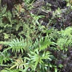 Blechnum wattsii at Cape Pillar, TAS - 10 Apr 2023