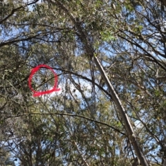 Platycercus eximius (Eastern Rosella) at Namadgi National Park - 9 Apr 2023 by JimL