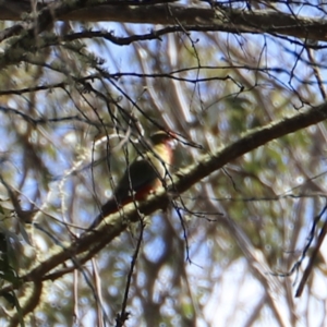 Platycercus eximius at Mount Clear, ACT - 9 Apr 2023