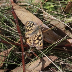 Heteronympha penelope (Shouldered Brown) at Namadgi National Park - 9 Apr 2023 by JimL