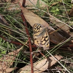 Heteronympha penelope at Mount Clear, ACT - 9 Apr 2023