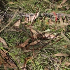 Heteronympha penelope at Mount Clear, ACT - 9 Apr 2023