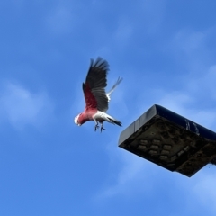 Eolophus roseicapilla (Galah) at Mount Ainslie to Black Mountain - 25 Mar 2023 by JimL