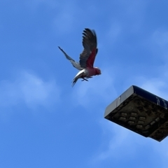 Eolophus roseicapilla at Acton, ACT - 26 Mar 2023