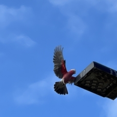 Eolophus roseicapilla at Acton, ACT - 26 Mar 2023