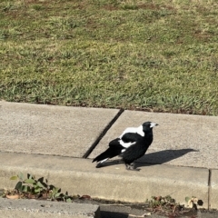 Gymnorhina tibicen (Australian Magpie) at Mount Ainslie to Black Mountain - 25 Mar 2023 by JimL