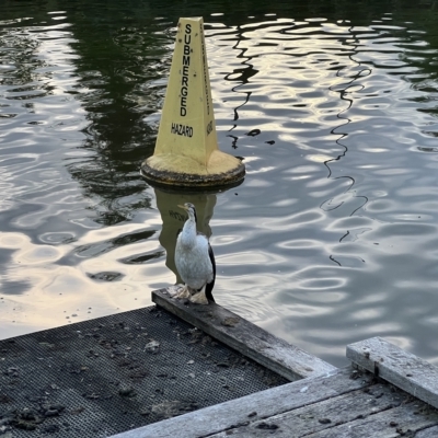 Anhinga novaehollandiae (Australasian Darter) at Lake Burley Griffin West - 25 Mar 2023 by JimL