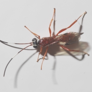 Ichneumonidae (family) at Stirling, ACT - 18 Apr 2023 11:34 PM