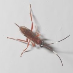 Ichneumonidae (family) at Stirling, ACT - 18 Apr 2023