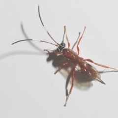 Ichneumonidae (family) at Stirling, ACT - 18 Apr 2023