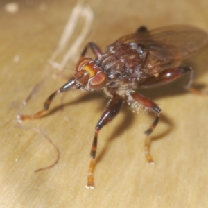 Tapeigaster nigricornis at Coree, ACT - 19 Apr 2023 03:44 PM