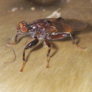 Tapeigaster nigricornis at Coree, ACT - 19 Apr 2023 03:44 PM