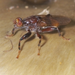 Tapeigaster nigricornis at Coree, ACT - 19 Apr 2023