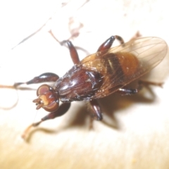 Tapeigaster nigricornis at Coree, ACT - 19 Apr 2023