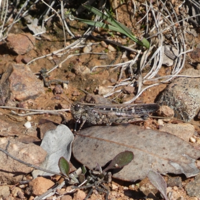 Austroicetes sp. (genus) (A grasshopper) at Karabar, NSW - 17 Apr 2023 by Steve_Bok