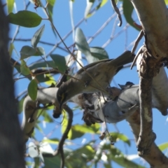 Caligavis chrysops (Yellow-faced Honeyeater) at Karabar, NSW - 17 Apr 2023 by SteveBorkowskis