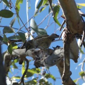 Caligavis chrysops at Karabar, NSW - 17 Apr 2023 02:03 PM