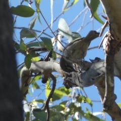 Caligavis chrysops at Karabar, NSW - 17 Apr 2023