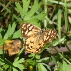 Heteronympha paradelpha (Spotted Brown) at Googong, NSW - 17 Apr 2023 by SteveBorkowskis