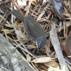 Sericornis frontalis (White-browed Scrubwren) at ANBG - 19 Apr 2023 by Steve_Bok