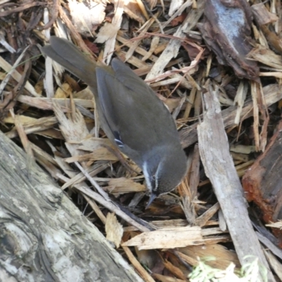 Sericornis frontalis (White-browed Scrubwren) at ANBG - 19 Apr 2023 by Steve_Bok