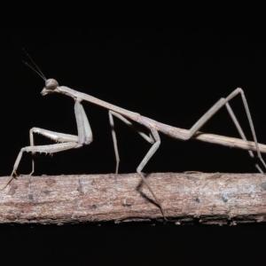 Tenodera australasiae at Wellington Point, QLD - 18 Apr 2023