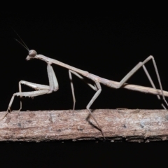 Unidentified Praying mantis (Mantodea) at Wellington Point, QLD - 18 Apr 2023 by TimL