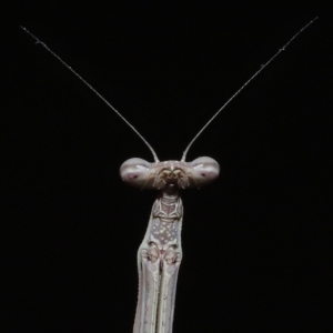 Tenodera australasiae at Wellington Point, QLD - 18 Apr 2023