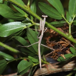 Tenodera australasiae at Wellington Point, QLD - 18 Apr 2023