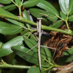 Tenodera australasiae at Wellington Point, QLD - 18 Apr 2023