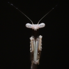 Unidentified Praying mantis (Mantodea) at Wellington Point, QLD - 18 Apr 2023 by TimL