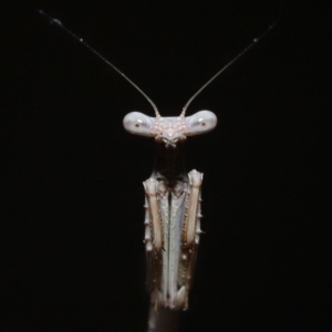 Tenodera australasiae at Wellington Point, QLD - suppressed