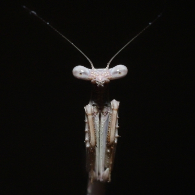 Unidentified Praying mantis (Mantodea) at Wellington Point, QLD - 18 Apr 2023 by TimL