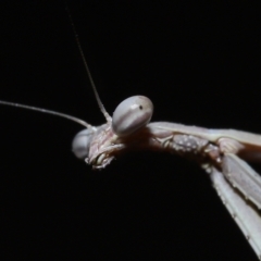 Tenodera australasiae at Wellington Point, QLD - suppressed