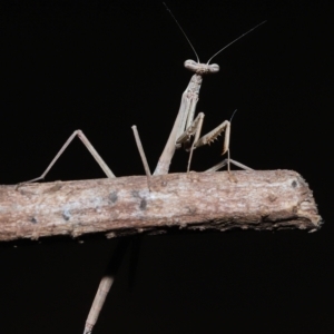 Tenodera australasiae at Wellington Point, QLD - suppressed