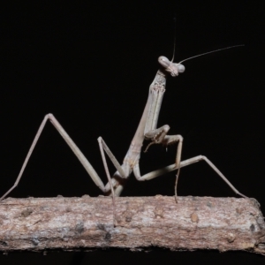 Tenodera australasiae at Wellington Point, QLD - suppressed