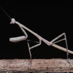 Tenodera australasiae at Wellington Point, QLD - suppressed