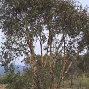 Eucalyptus blakelyi at Mount Taylor - 20 Apr 2023