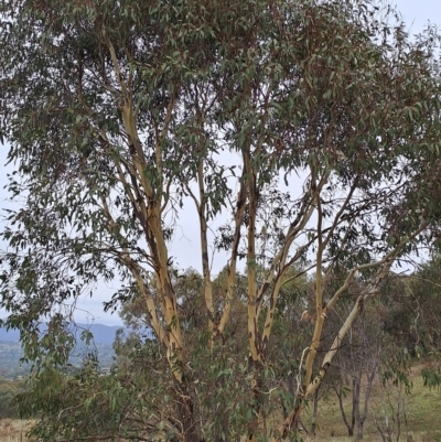 Eucalyptus blakelyi (Blakely's Red Gum) at Mount Taylor - 19 Apr 2023 by LPadg