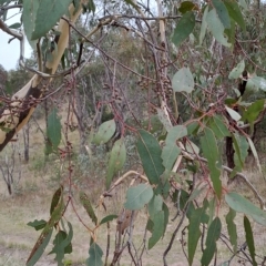 Eucalyptus blakelyi at Mount Taylor - 20 Apr 2023 08:30 AM