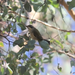 Melithreptus brevirostris at Cook, ACT - 19 Apr 2023